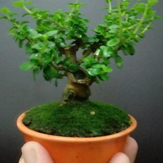 bonsai